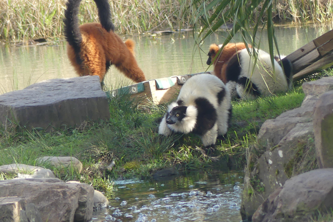 Lemures on island at zoo