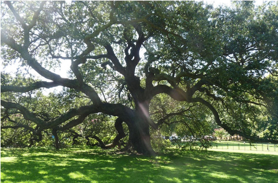 hampton university emancipation oak