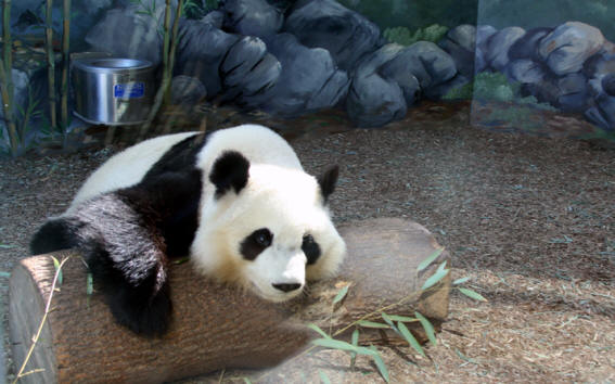 Panda bear at <h1>atlanta Zoo</h1>