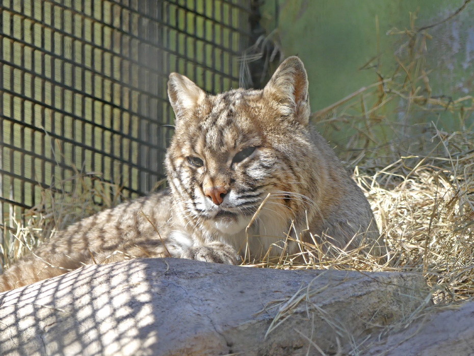 bobcat