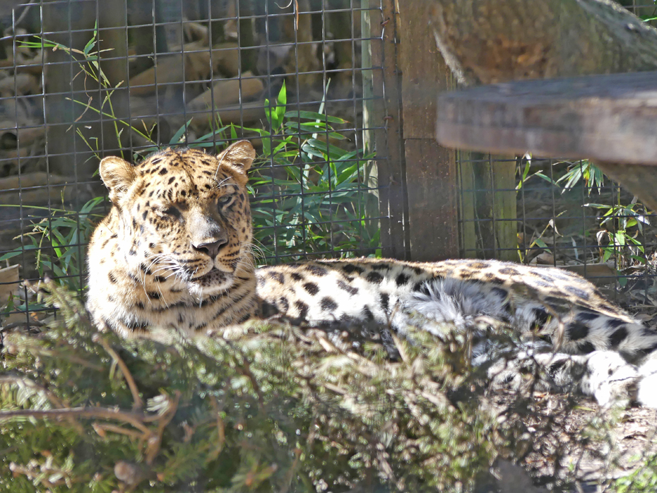 lepard