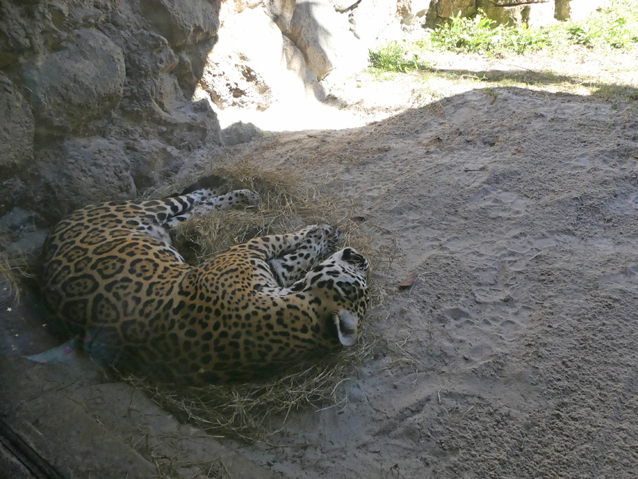 Jaguar sleeping