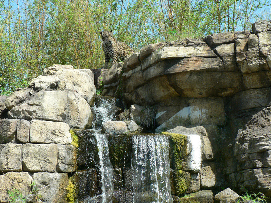 Jaguar on top of rock formation