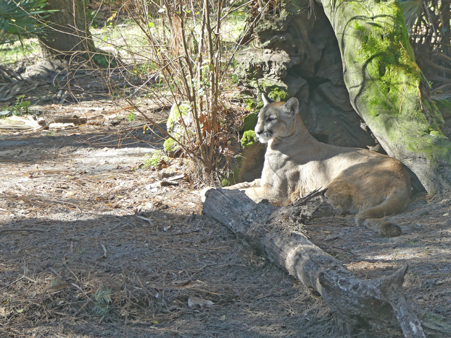 florida panther