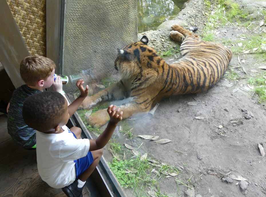 two kids looking through glass at tiger