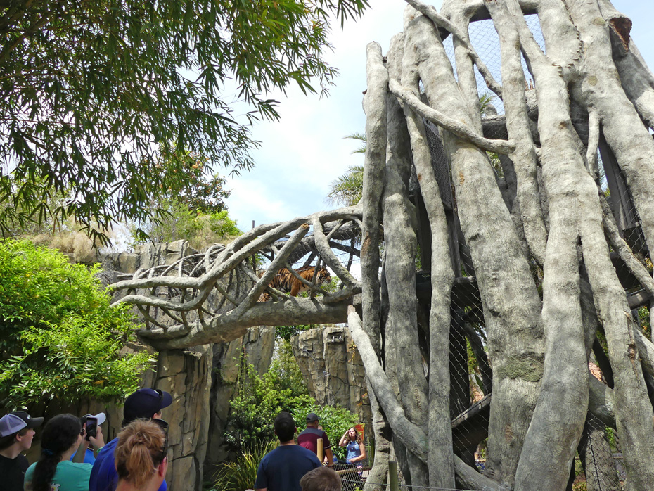 tiger in strangler fig tunnel