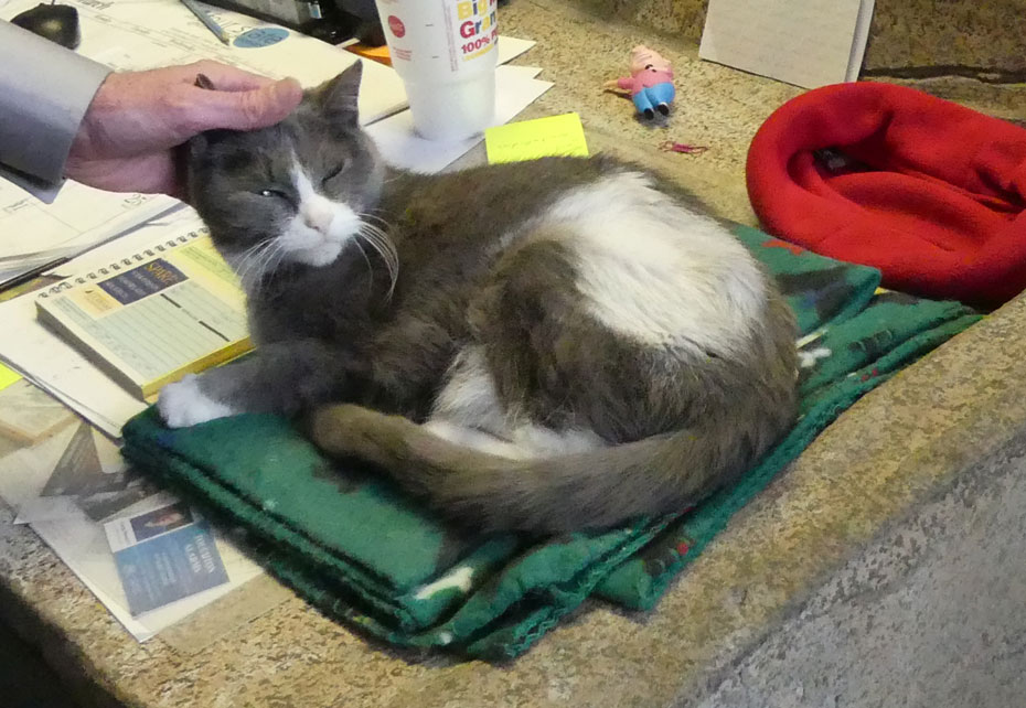 Percy the cat being petted at Joplin's Mineral and History Museum