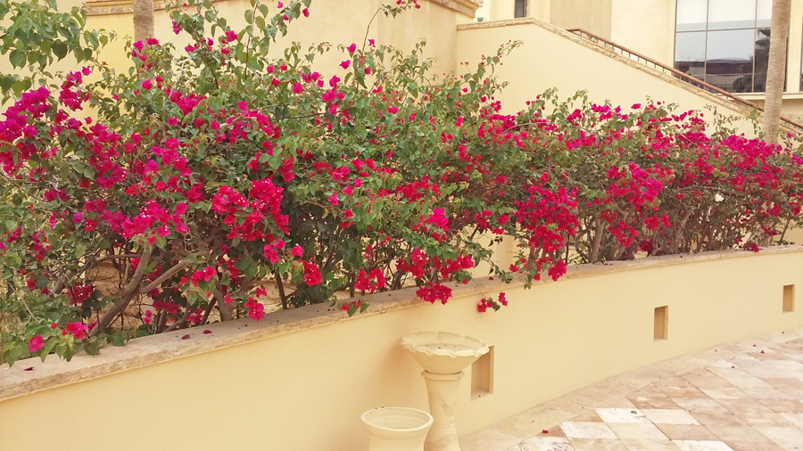 Bright red flowere blooming agains the sand collored walls of Kempinsky Hotel by the Dead sea