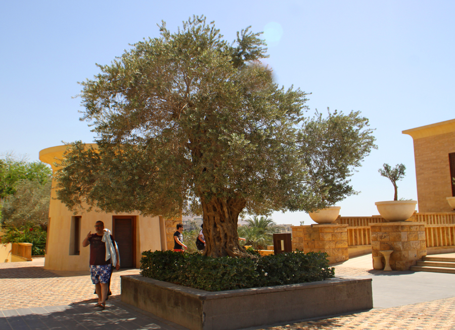 700 year old olive tree  at Kempinsky Hotel Isthar by Dead Sea