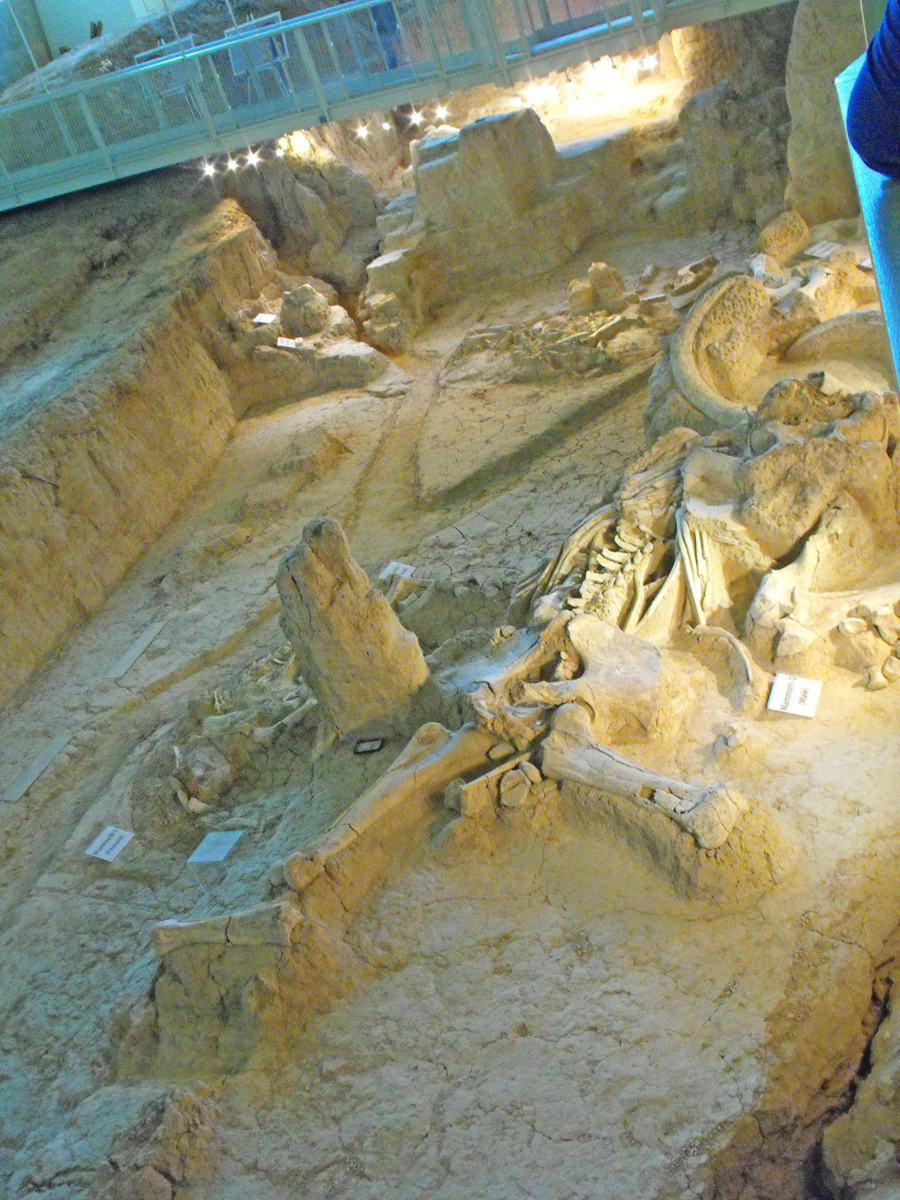 catwalk over fossils at Waco Mammoth National Monument. 