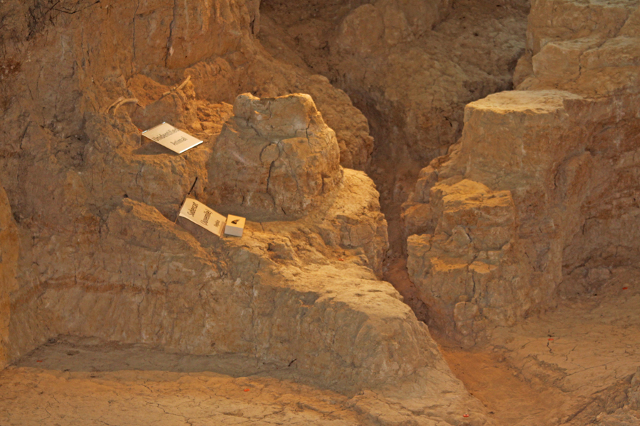 excavations at Waco Mammoth National Monument. 