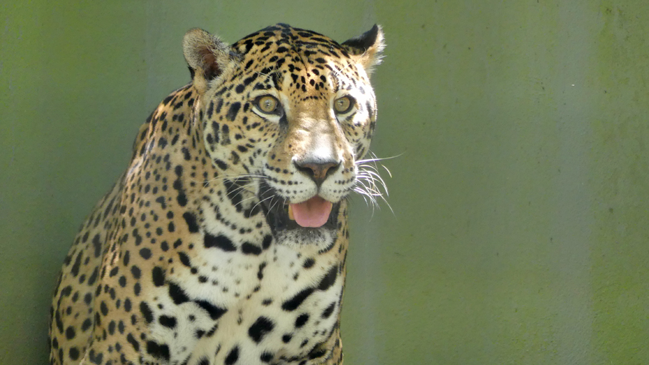 Jagure at Montgomery Zoo