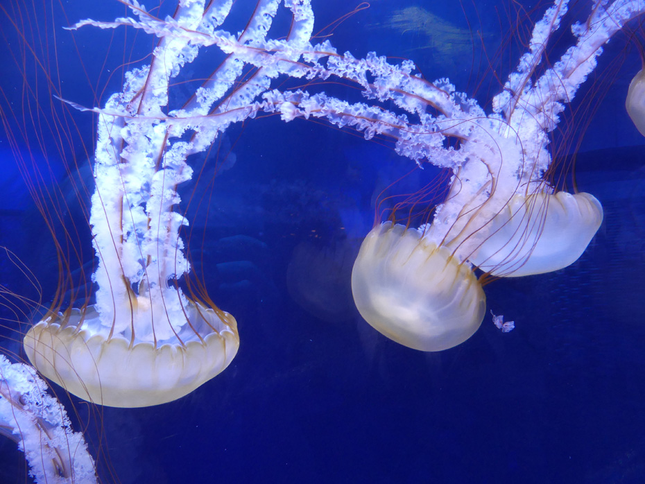 Three jellyfish at North Carolina Aquarium at Roanoke