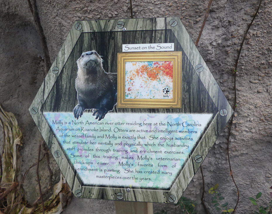 sign showing Molly the otter and telling about her paintings at North Carolina Aquarium at Roanoke