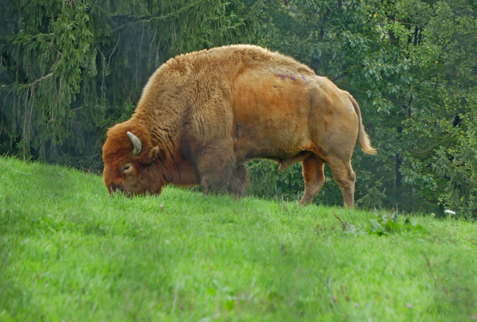 White bison
