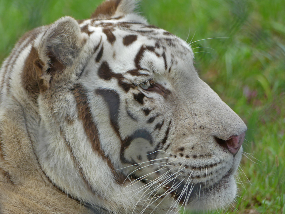 closeu of face of white tiger