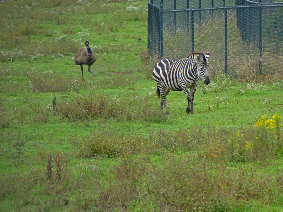 zebra wiht emu behind him