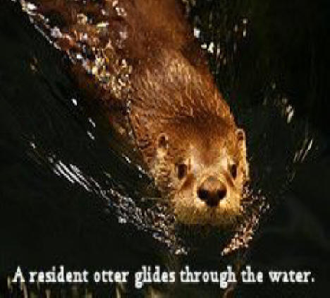 Otter swimming in waterat the Wild Center in the Adirondacks