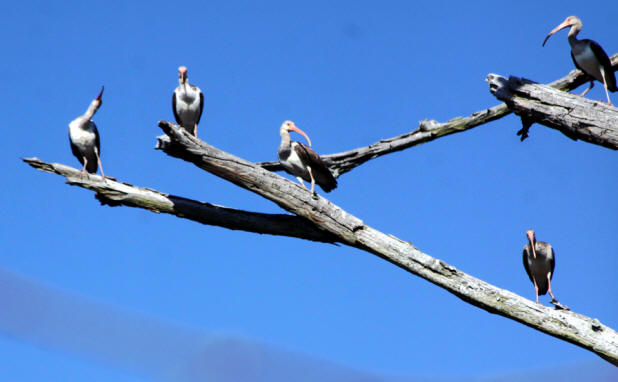 imature white ibises at Phinizy Swamp Nature Park in Augusta, GA