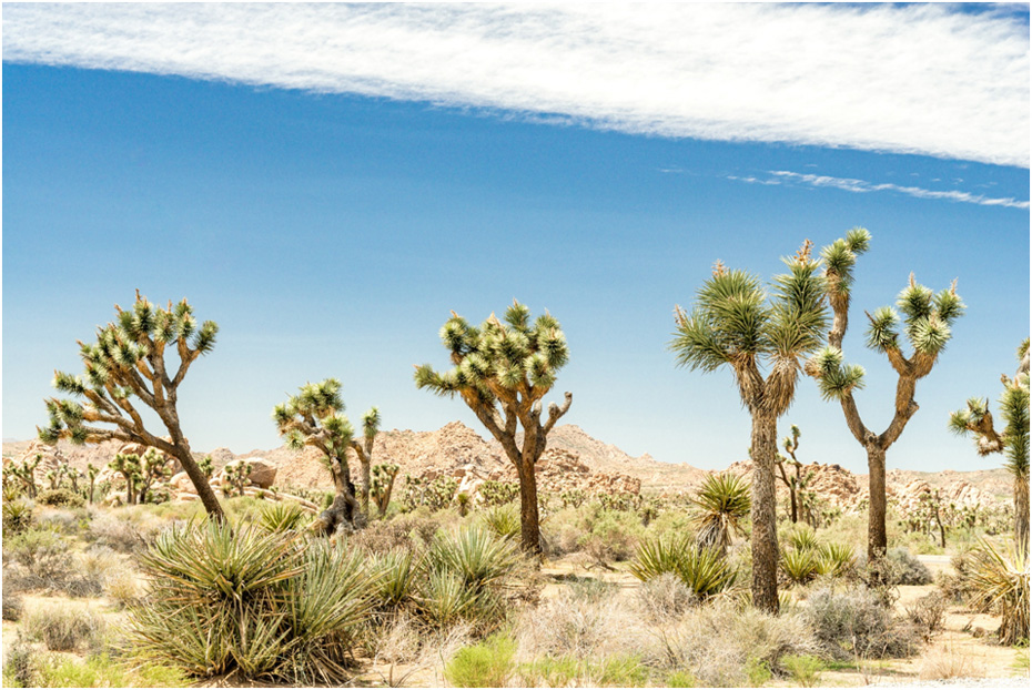 Joshua Tree landscape