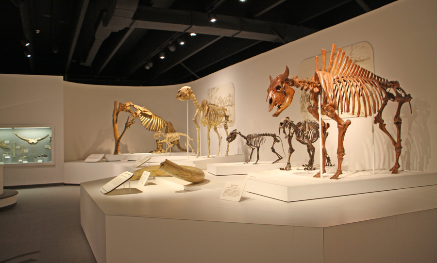 Prehistoric fossils of ancestors of bison in Panhandle Plains Historical Museum in Canyon, Texa