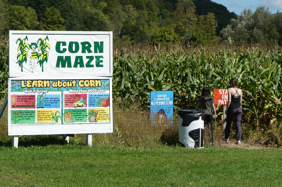 corn maze  at pumpkinville