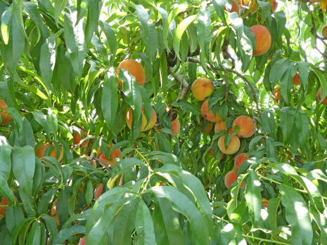 peaches on tree