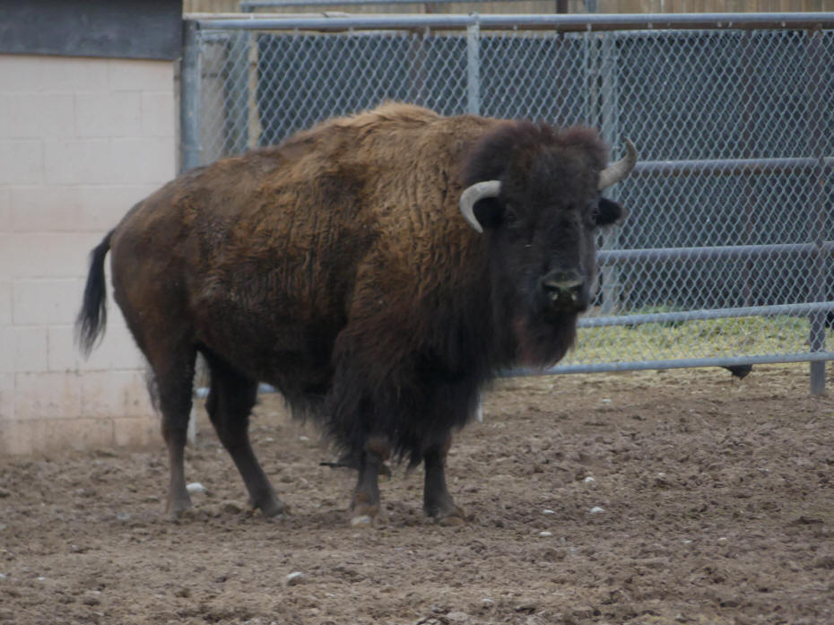 buffalo