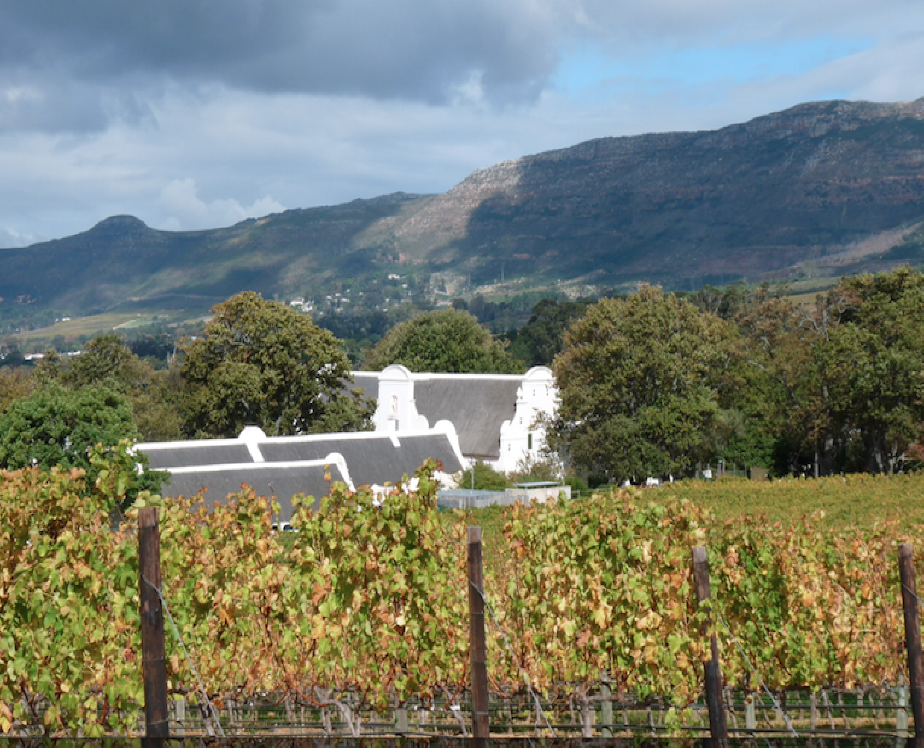 Groot Constantia vineyards