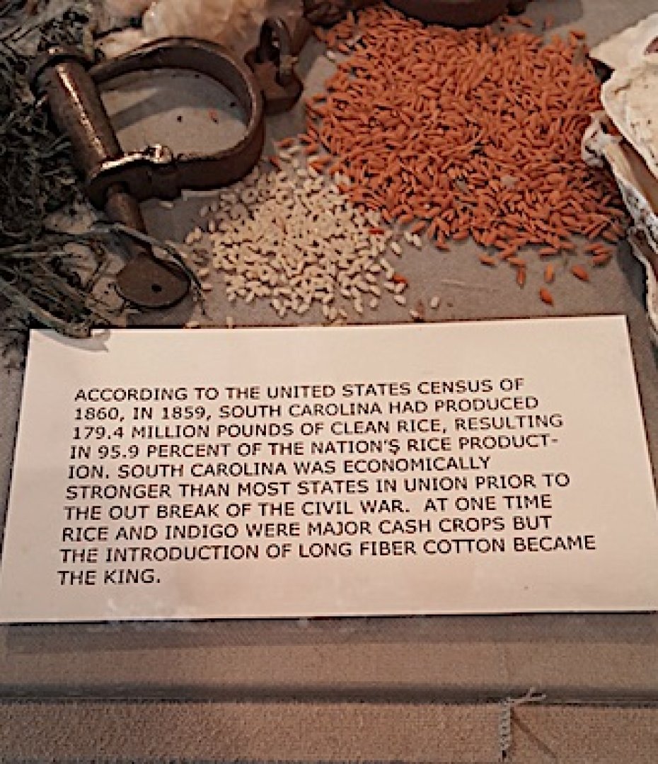 rice seeds in musuem photo