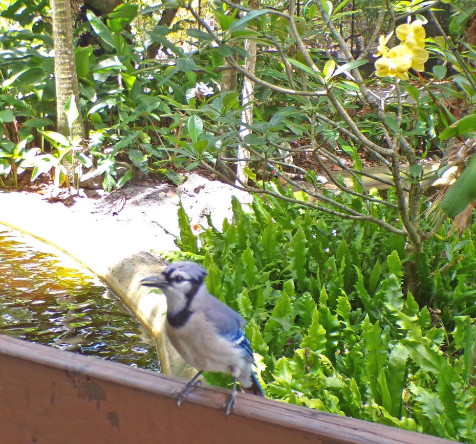 scrubjay on fence