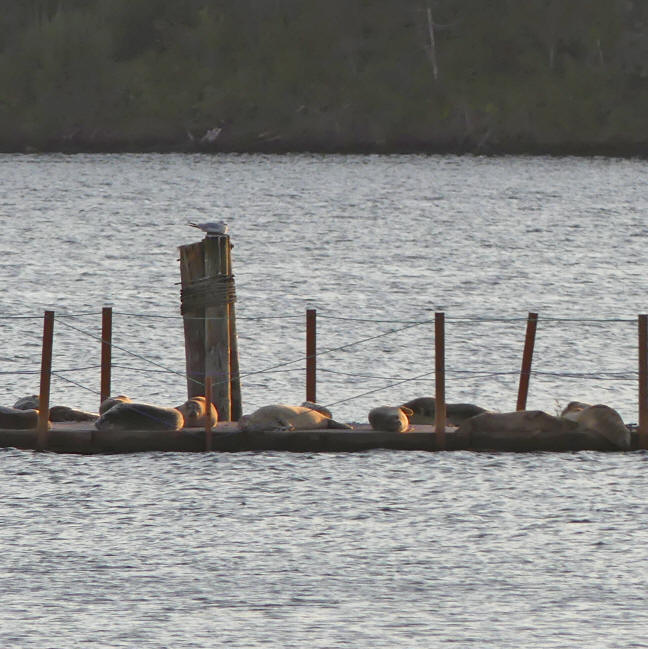 sea lions on a wall in the bay