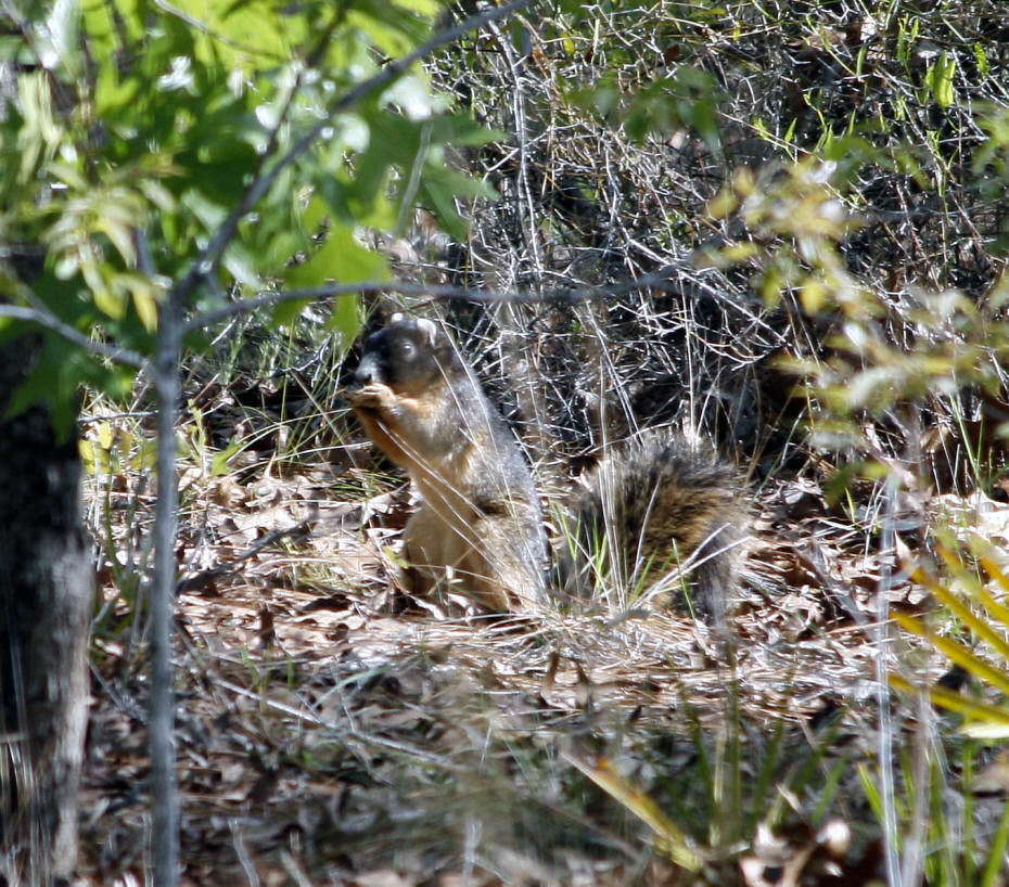 Fox Squirril