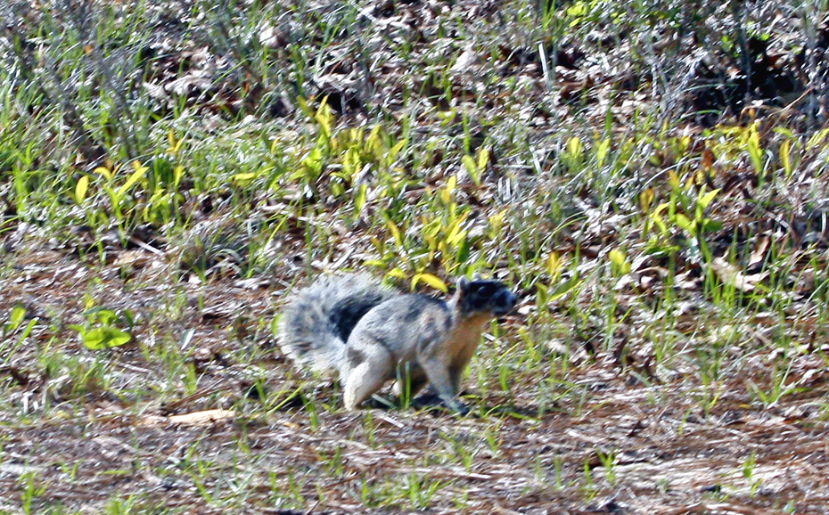 fox squirll at Torreya State Park