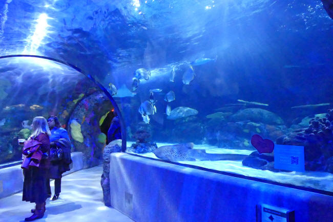 tunnel at aquarium