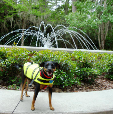 Baron in front of the fountian at Silver Springs State Park near Ocala, Flofids