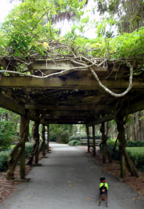Baron under an arbor at Silver Springs State Park near Ocala, Flofids