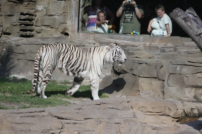 tiger at tampa zoo