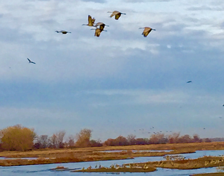 Sandhill crane arrival in Nebraskaflying in over islands