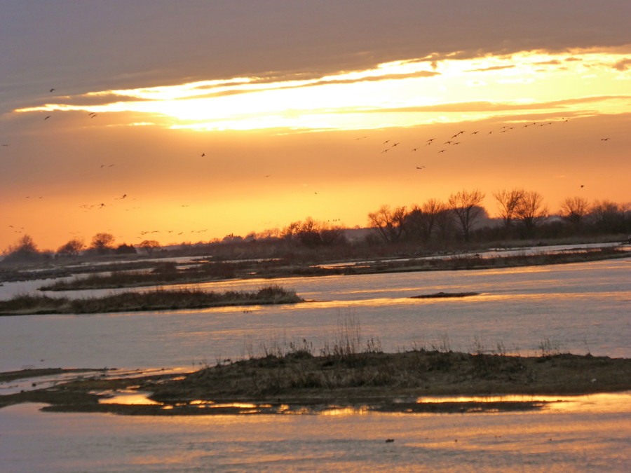 Sunset as cranes fly in overhead