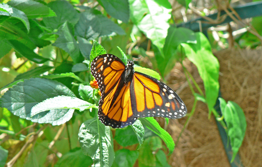 A butterfly at the Chattanooga Aquarium