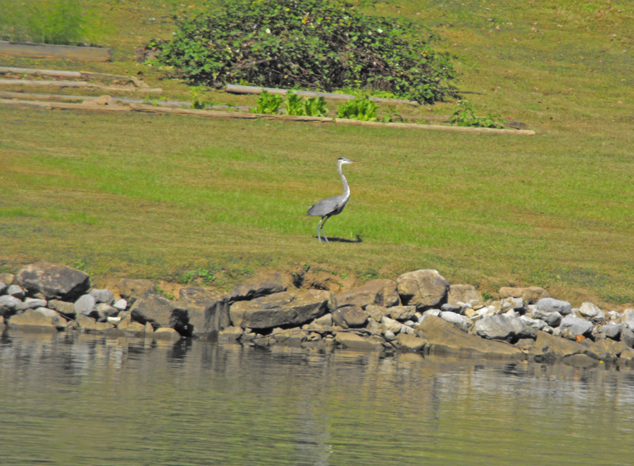 Egret along hte banks of the Tennessee River
