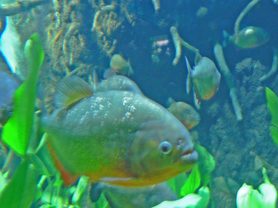 fish in the chattanooga Aquarium