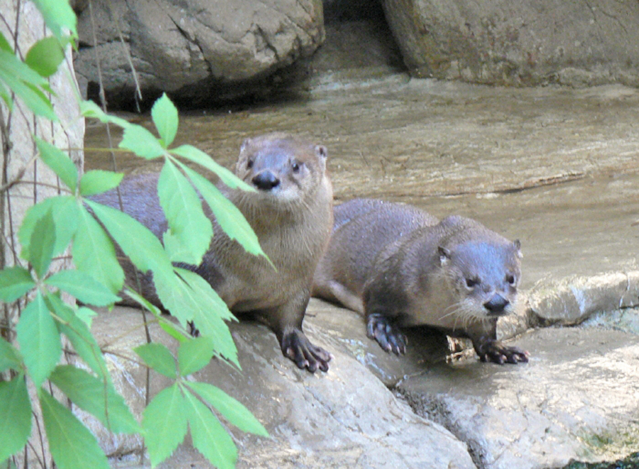 Otters in the Chattanooga Aquarium