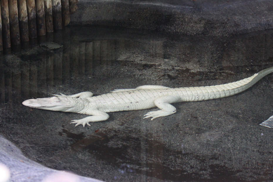 white alligator at farm