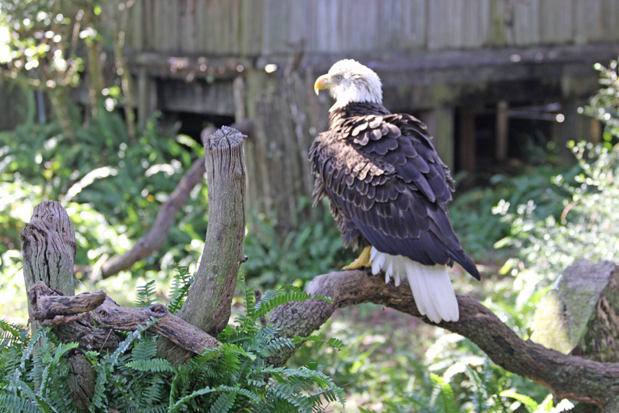 Bals Eagle on perch at
                                      Lowry Park Zoo