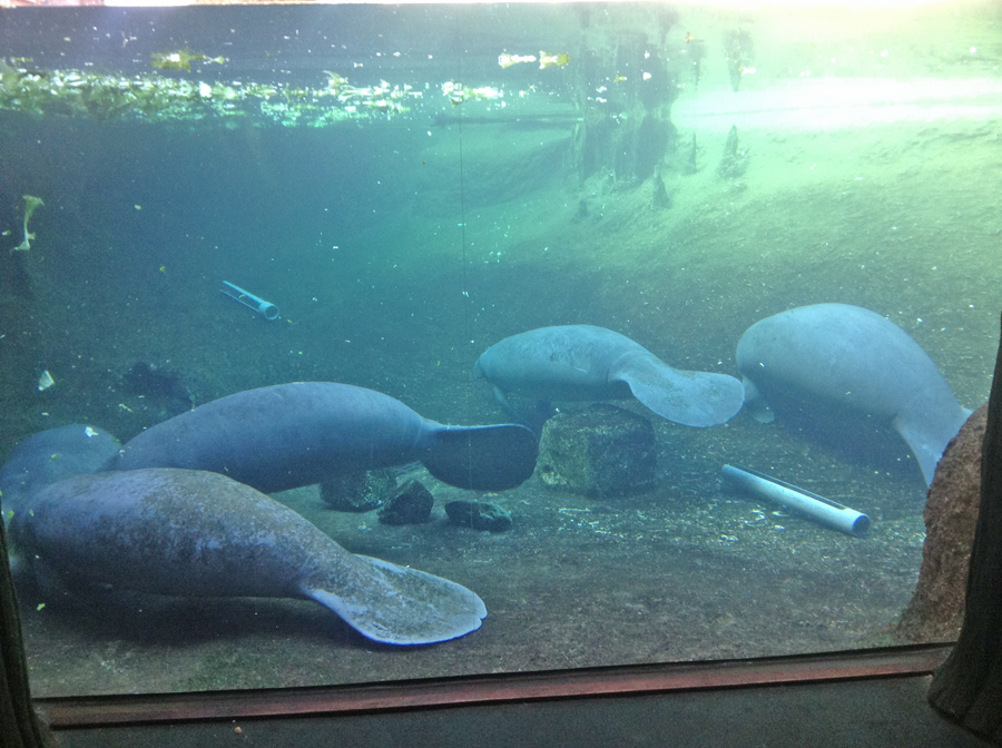 Manatees underwater at
                                      Lowry Park Zoo