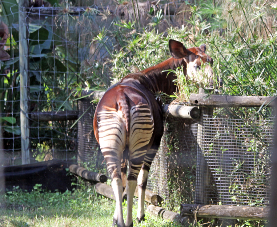 Adult okapi grazing at
                                      Lowry Park Zoo