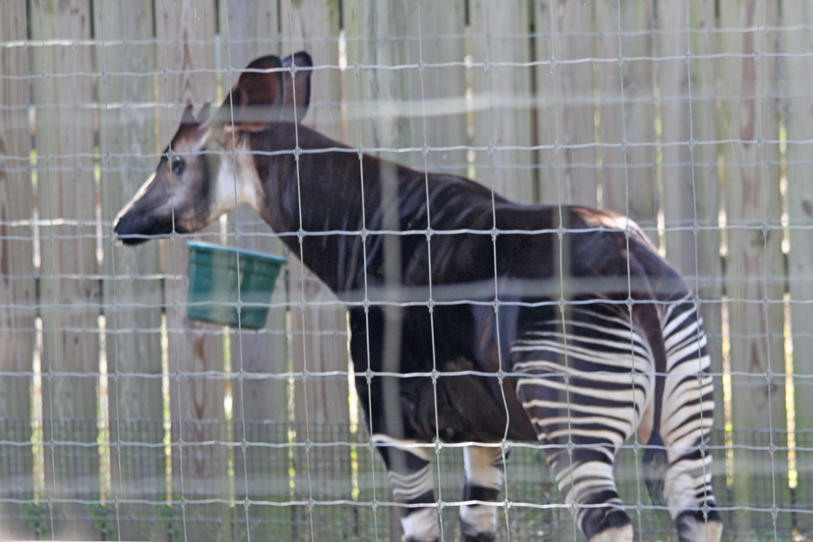 Baby okapi feeding
                                      from bucket at Lowry Park Zoo