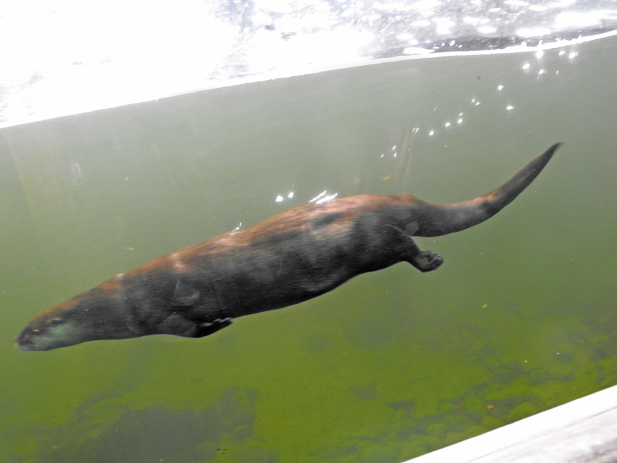Otter swimming
                                      underwater at Lowry Park Zoo